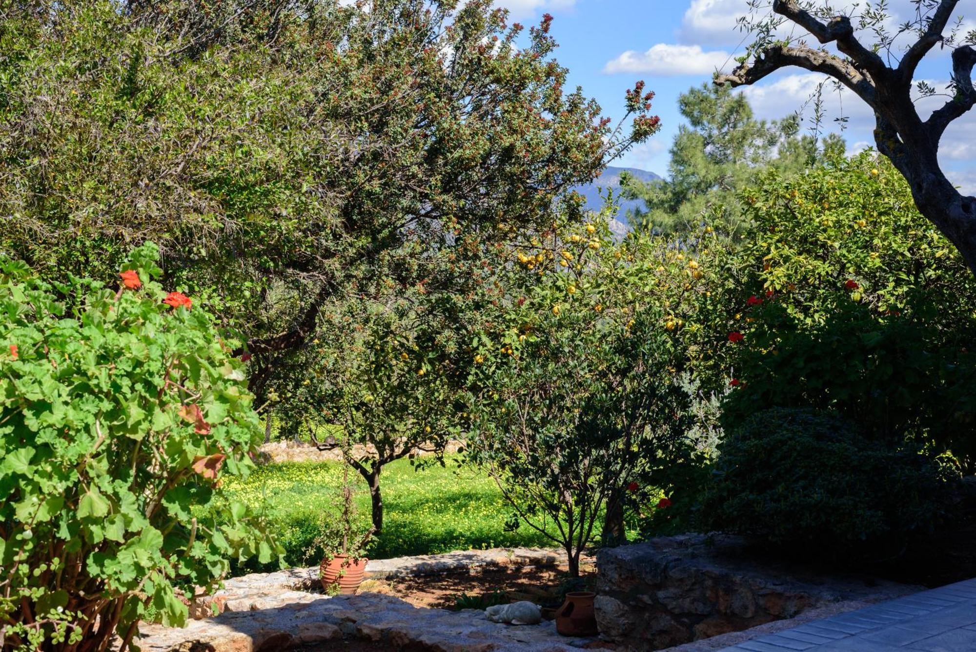 הוילה Asopos Eleni'S House מראה חיצוני תמונה